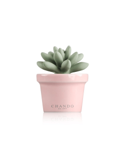 Chando Mini Succulent Diffuser Dream, Freesia Valley Home Fragrance, Porcelain Floral Reed Diffuser - 40ml 
