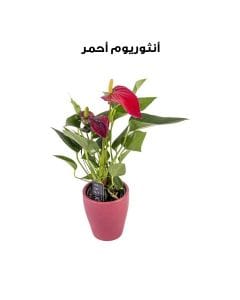 أنثوريوم أحمر | أحمر