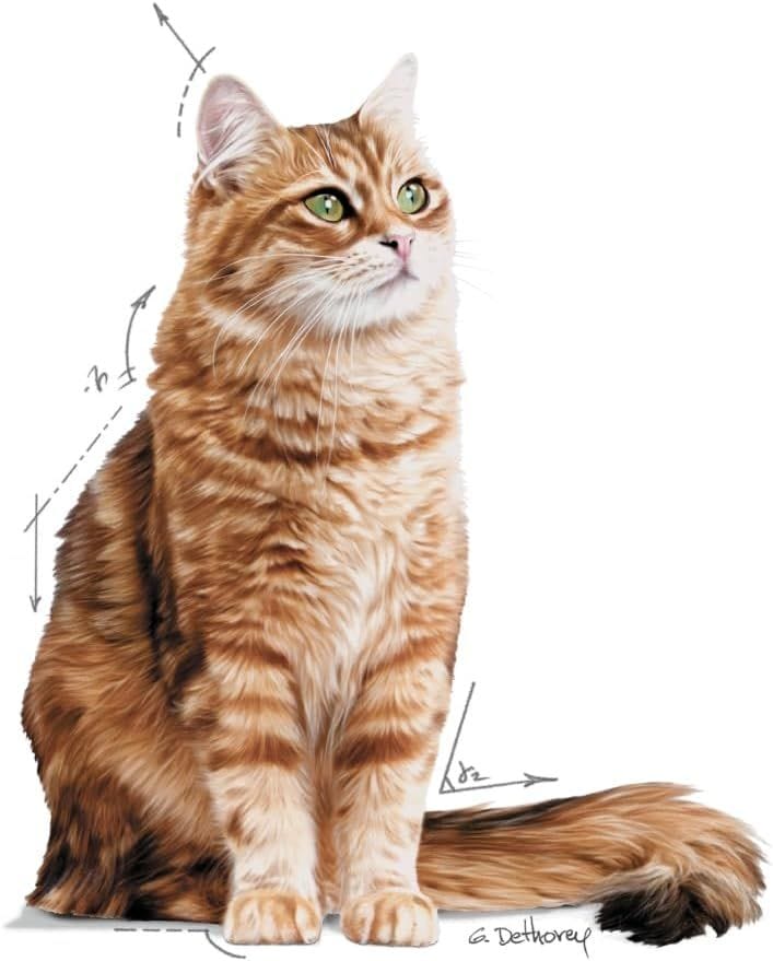 Royal Canin Digest Sensitive Cat Food in Gravy, 12 Pouches - 85g Each