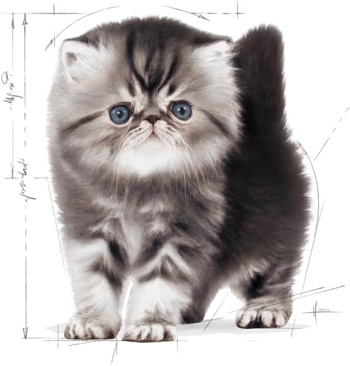 Royal Canin Persian Kitten Dry Cat Food - 2 Kg for Healthy Growth