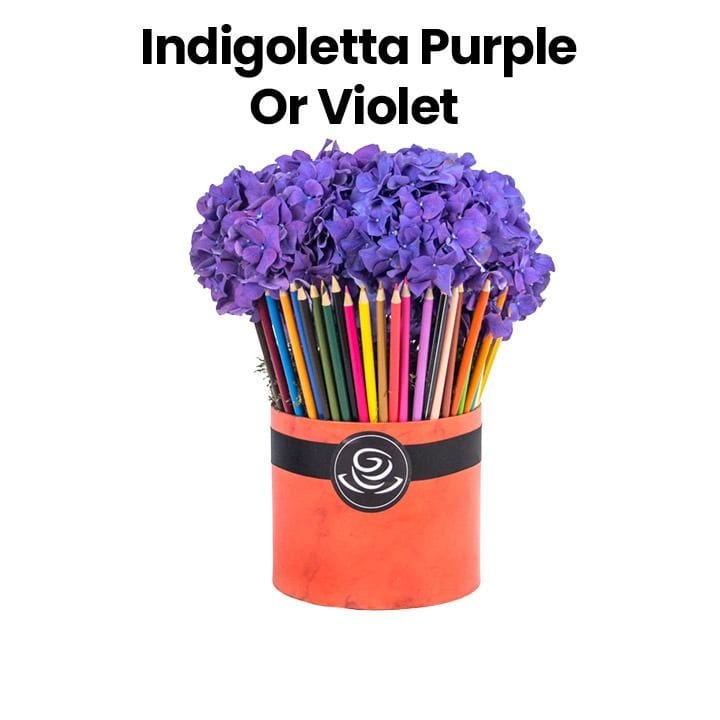 IndigoLetta | Purple/Violet