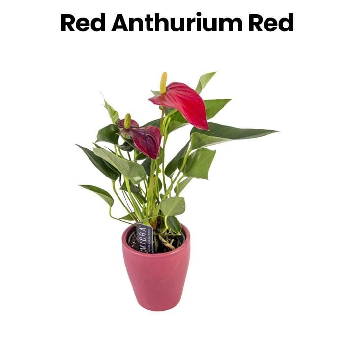 Red Anthurium | Red