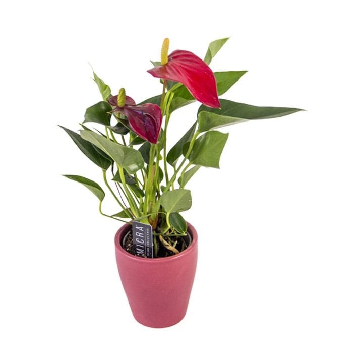 Red Anthurium | Red
