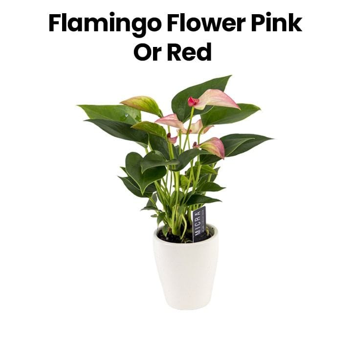 Flamingo Flower | Pink/Red
