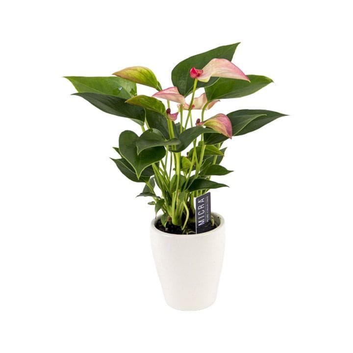 Flamingo Flower | Pink/Red