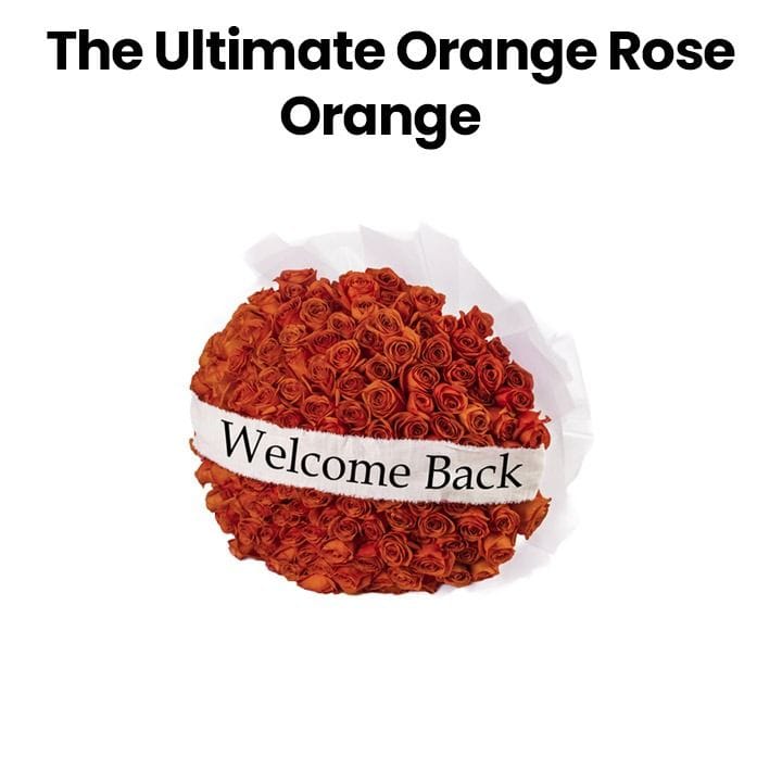 The Ultimate Orange Rose | Orange