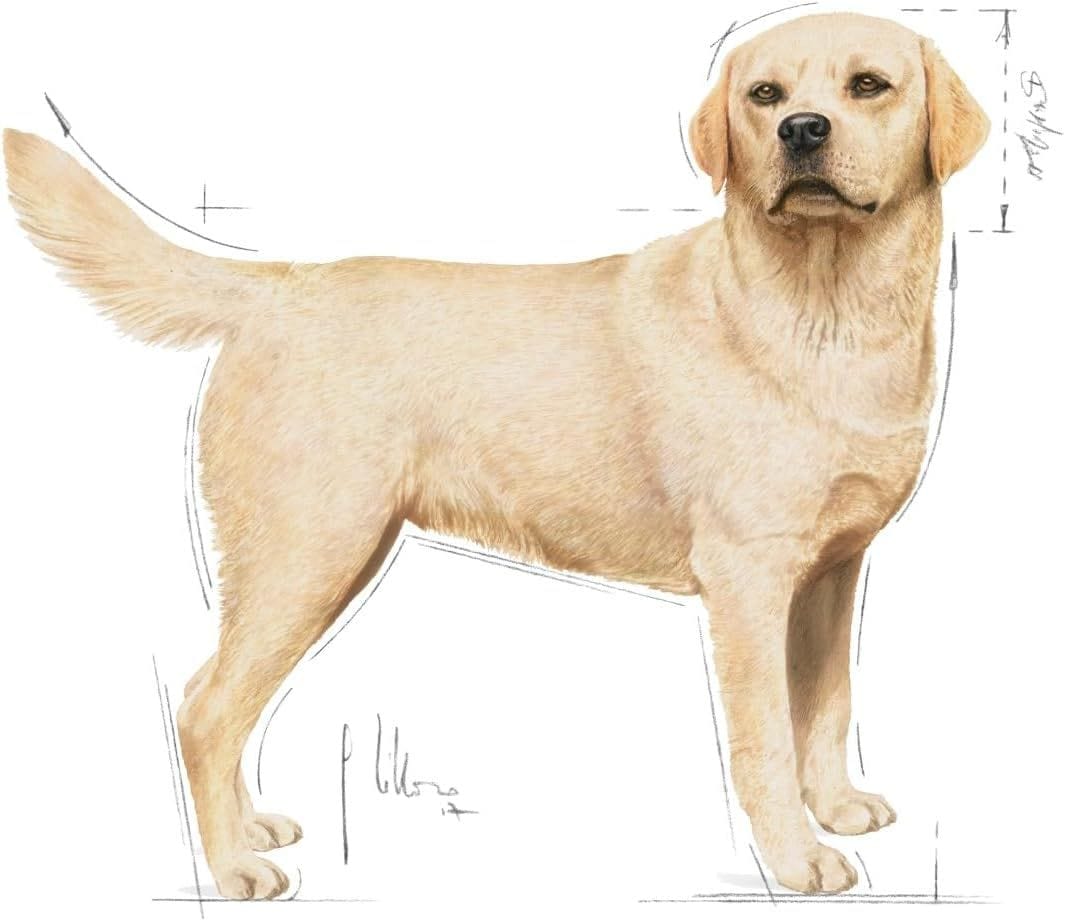 Royal Canin Labrador Retriever Adult Wet Dog Food - 140g Can