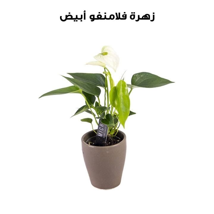 زهرة فلامنغو | أبيض