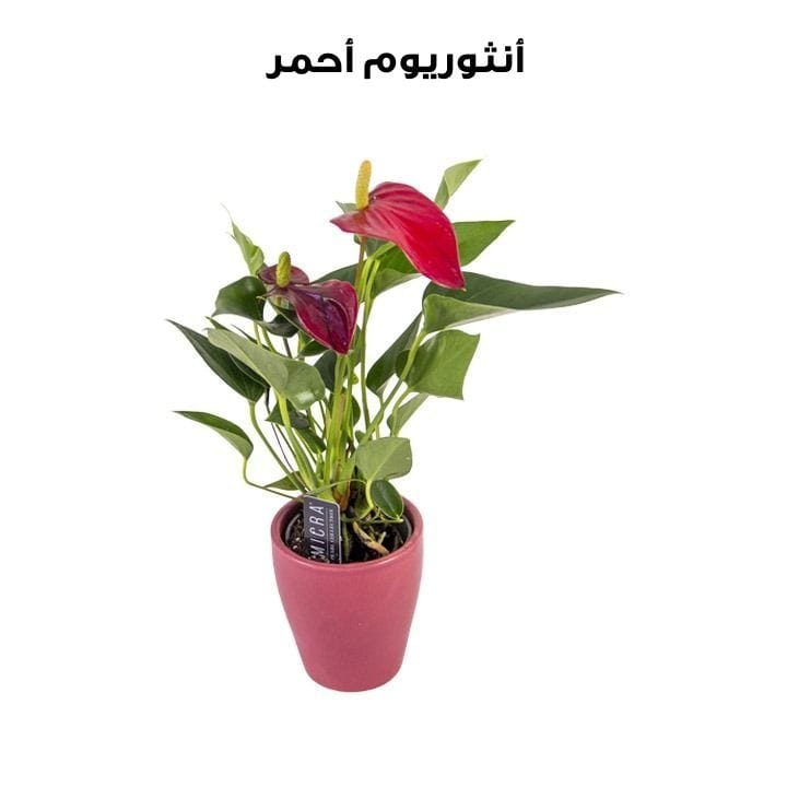 Red Anthurium | Red