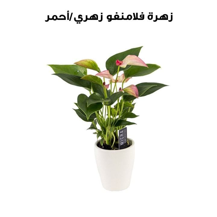 Flamingo Flower | Pink/Red