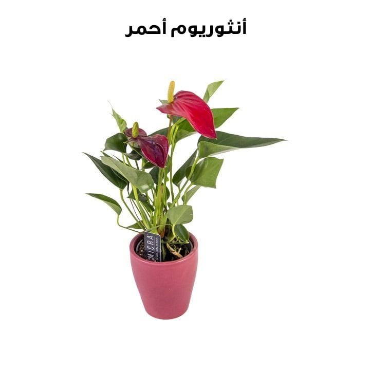 أنثوريوم | أحمر