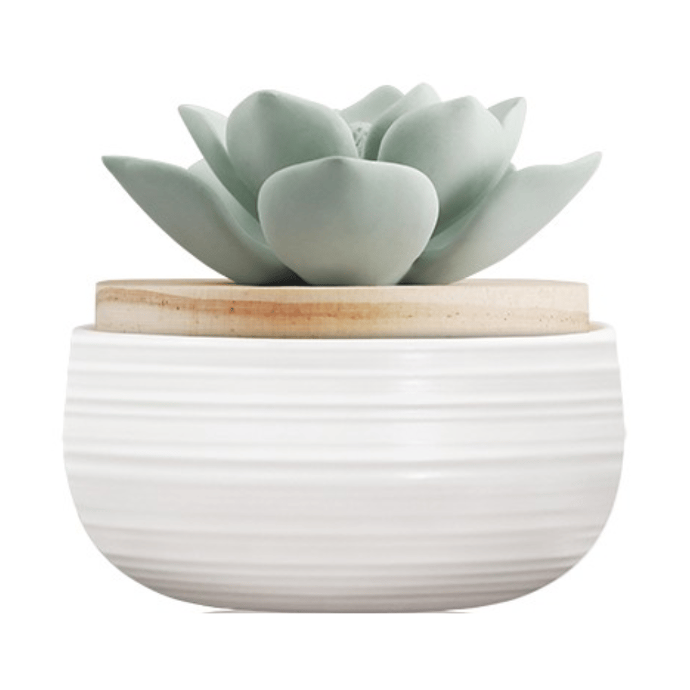 Chando Tealeaf & Bergamot Fragrance Diffuser, Home Air Freshener, 1-Month Diffusion, Ideal for Rooms up to 12sqm - 100ml