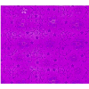 Purple Pattern