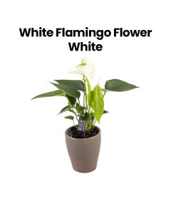 Flamingo Flower | White