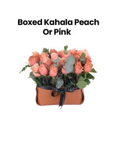 Boxed Kahala | Peach/Pink
