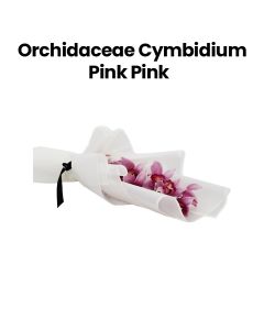 Orchidaceae Cymbidium | Pink