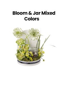 Bloom & Jar | Mixed Colors